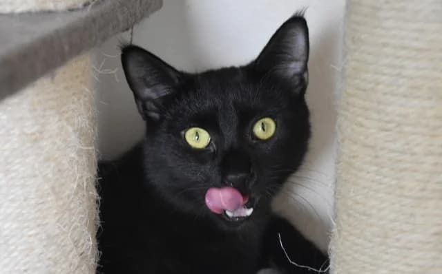 Thor, male Mixed Breed for adoption at Mačja hiša — photo 2 of 4