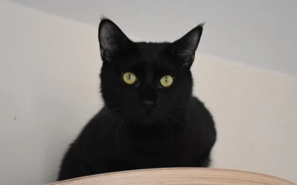 Thor, male Mixed Breed for adoption at Mačja hiša — photo 3 of 4