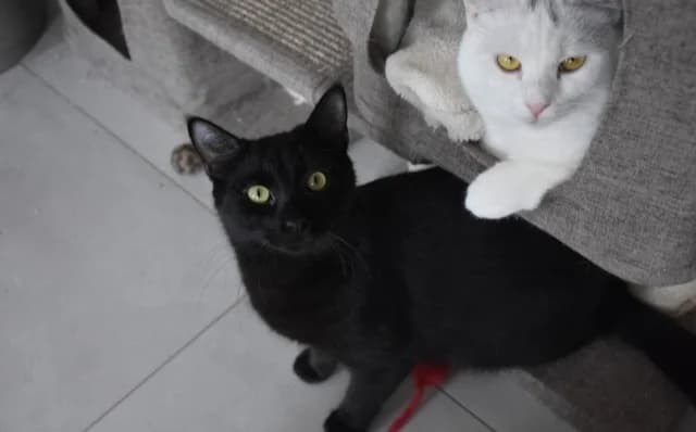 Thor, male Mixed Breed for adoption at Mačja hiša — photo 4 of 4