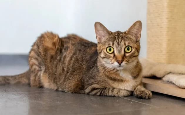 Foxy, female 5yo Mixed Breed for adoption at Mačja hiša, Celje