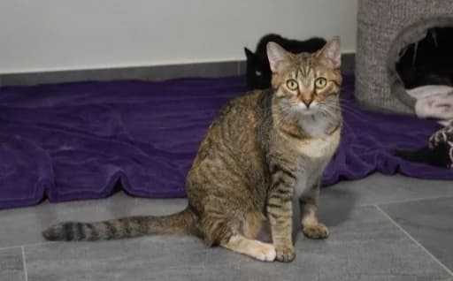 Foxy, female Mixed Breed for adoption at Mačja hiša — photo 2 of 3