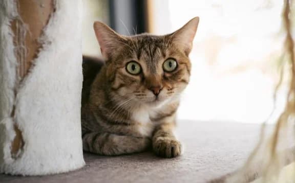 Foxy, female Mixed Breed for adoption at Mačja hiša — photo 3 of 3