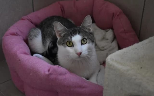 Mirza, male Mixed Breed for adoption at Mačja hiša