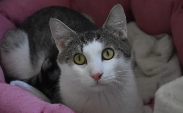 Mirza, male Mixed Breed for adoption at Mačja hiša — photo 2 of 4