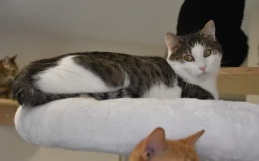 Mirza, male Mixed Breed for adoption at Mačja hiša — photo 3 of 4