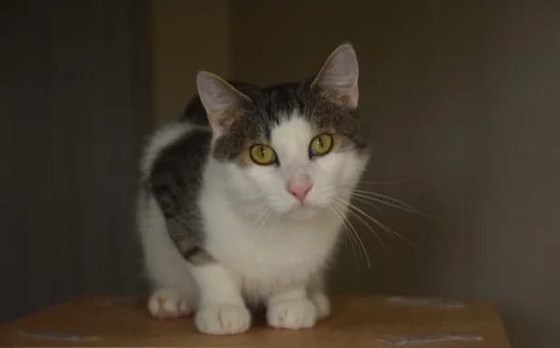Mirza, male Mixed Breed for adoption at Mačja hiša — photo 4 of 4