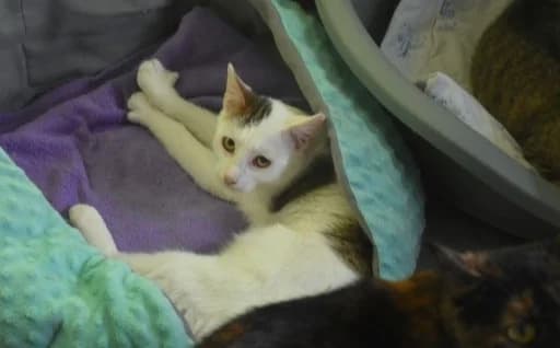 Archie, male Mixed Breed for adoption at Mačja hiša