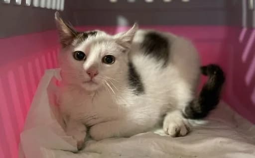 Archie, male Mixed Breed for adoption at Mačja hiša — photo 2 of 4