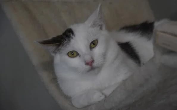 Archie, male Mixed Breed for adoption at Mačja hiša — photo 3 of 4