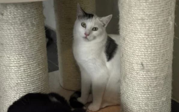 Archie, male Mixed Breed for adoption at Mačja hiša — photo 4 of 4