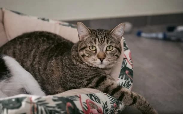 Nomago, male Mixed Breed for adoption at Mačja hiša