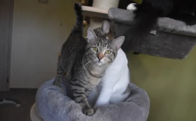 Nomago, male Mixed Breed for adoption at Mačja hiša — photo 2 of 4