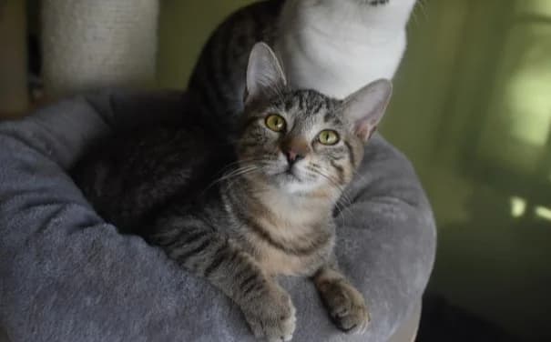 Nomago, male Mixed Breed for adoption at Mačja hiša — photo 3 of 4