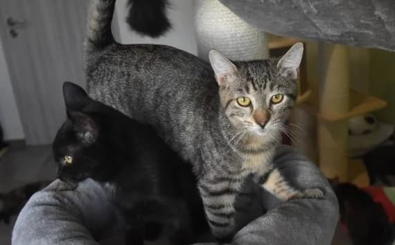 Nomago, male Mixed Breed for adoption at Mačja hiša — photo 4 of 4