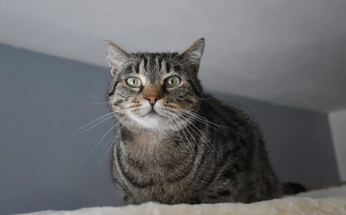 Shakti, female 3yo Mixed Breed for adoption at Mačja hiša, Celje