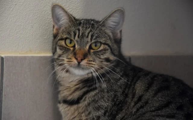 Kitty, female 3yo Mixed Breed for adoption at Mačja hiša, Celje