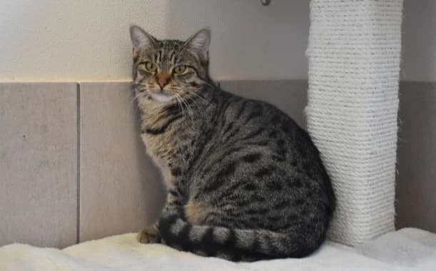 Kitty, female Mixed Breed for adoption at Mačja hiša — photo 2 of 4