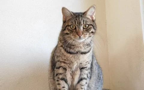 Kitty, female Mixed Breed for adoption at Mačja hiša — photo 3 of 4