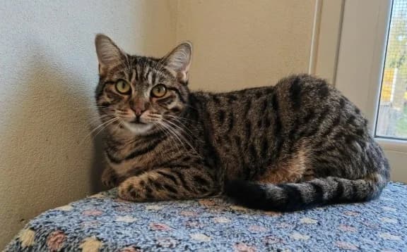 Kitty, female Mixed Breed for adoption at Mačja hiša — photo 4 of 4