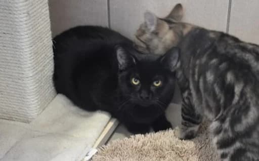 Misty, female Mixed Breed for adoption at Mačja hiša