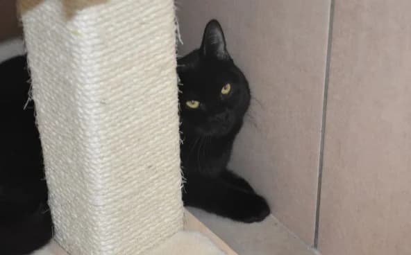 Misty, female Mixed Breed for adoption at Mačja hiša — photo 2 of 2