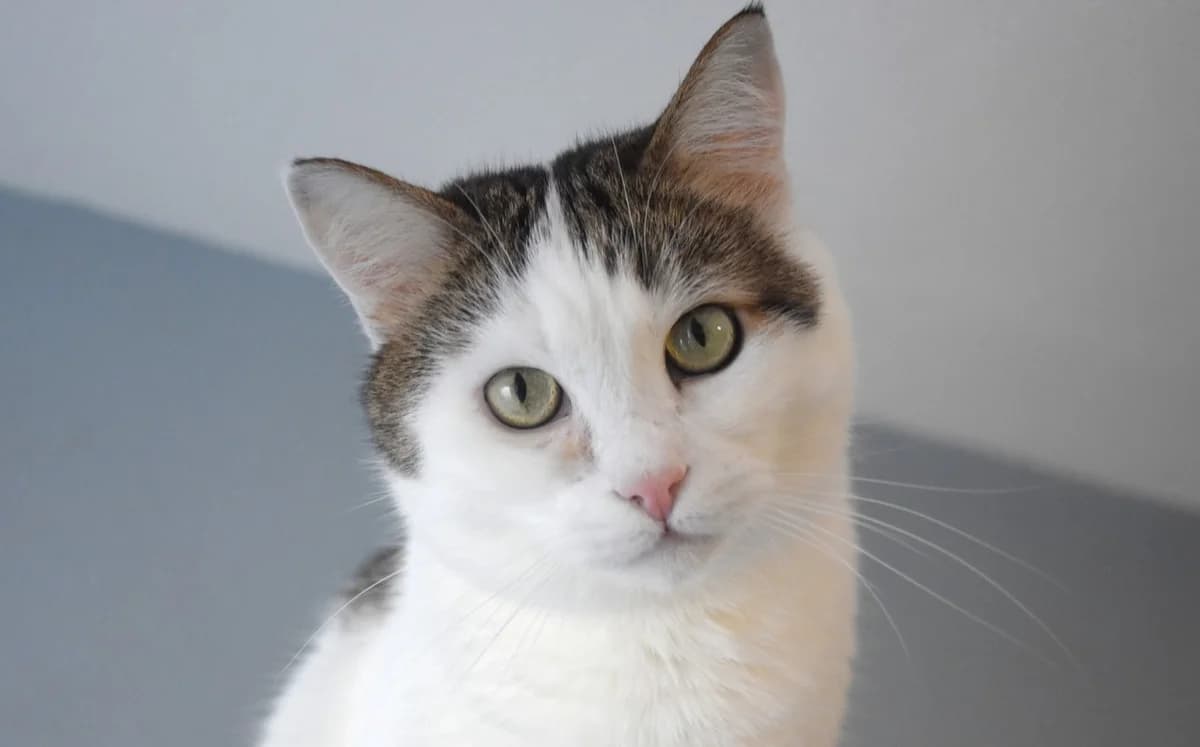 Zoe, female 3yo Mixed Breed for adoption at Mačja hiša, Celje