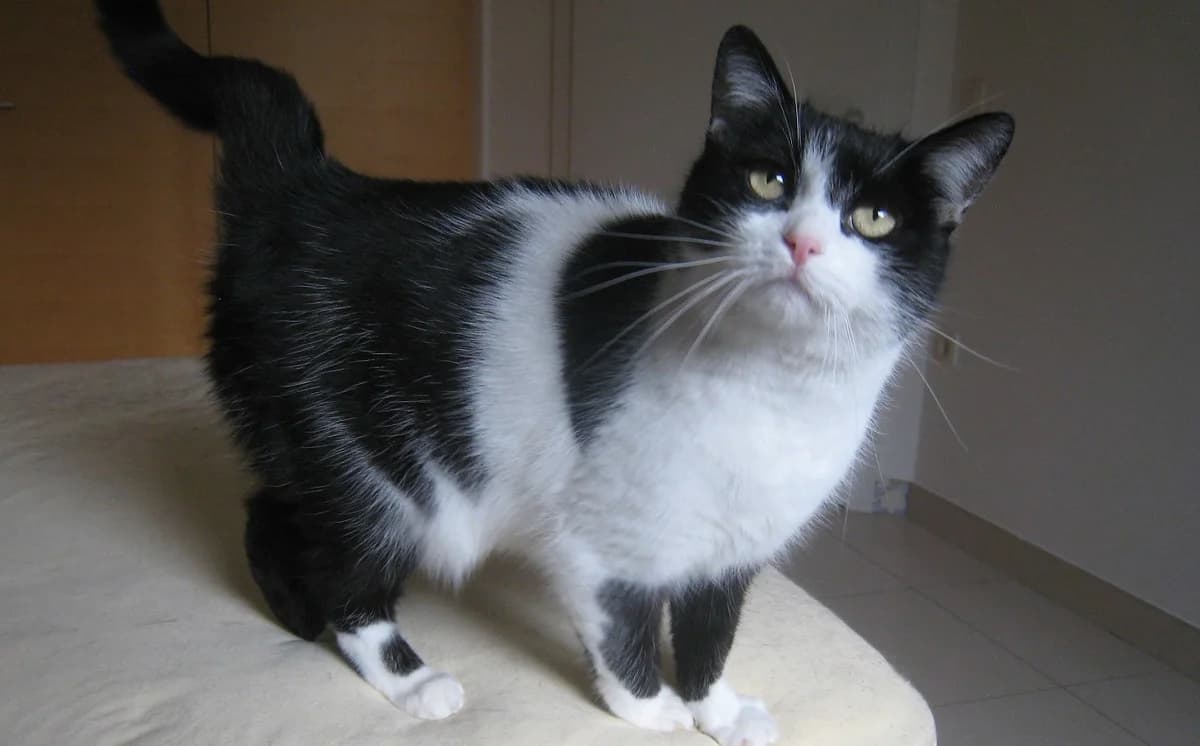 Lučka, female Mixed Breed for adoption at Mačja hiša