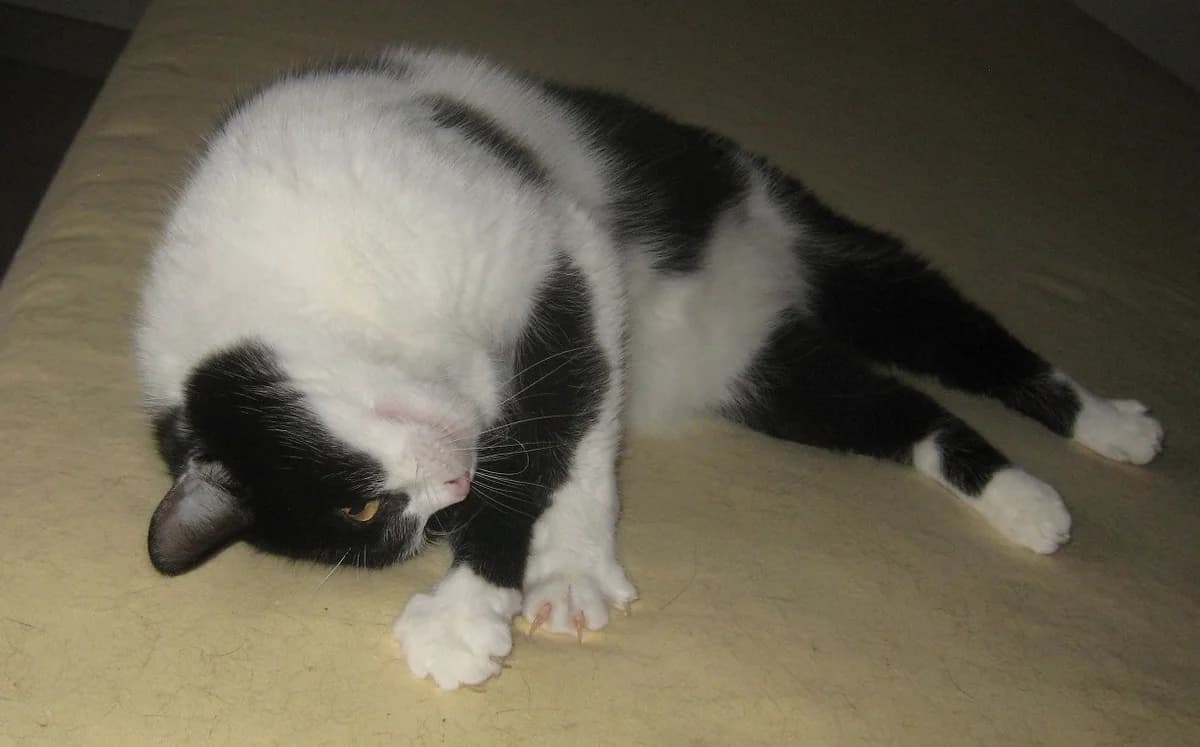 Lučka, female Mixed Breed for adoption at Mačja hiša — photo 2 of 3