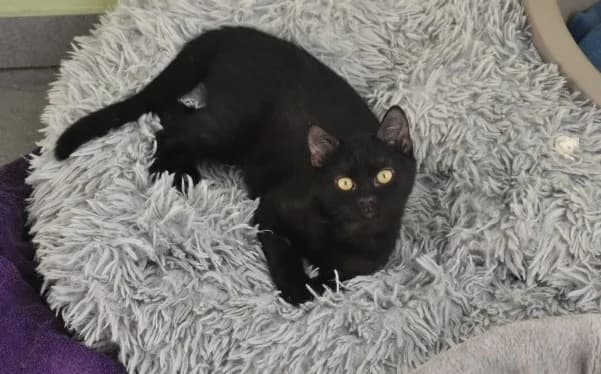 Buba, female Mixed Breed for adoption at Mačja hiša