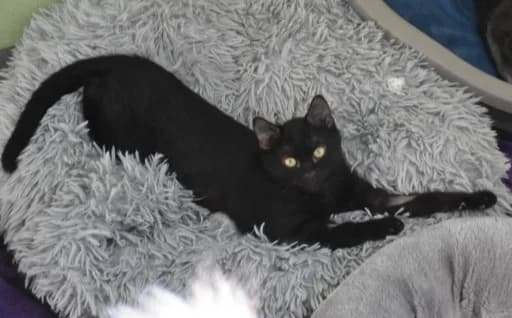 Buba, female Mixed Breed for adoption at Mačja hiša — photo 2 of 4