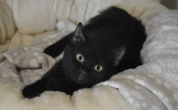 Buba, female Mixed Breed for adoption at Mačja hiša — photo 3 of 4