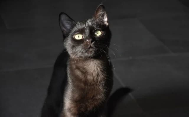 Buba, female Mixed Breed for adoption at Mačja hiša — photo 4 of 4