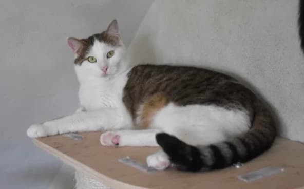 Rožle, male 3yo Mixed Breed for adoption at Mačja hiša, Celje