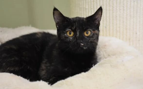 Lola, female Mixed Breed for adoption at Mačja hiša