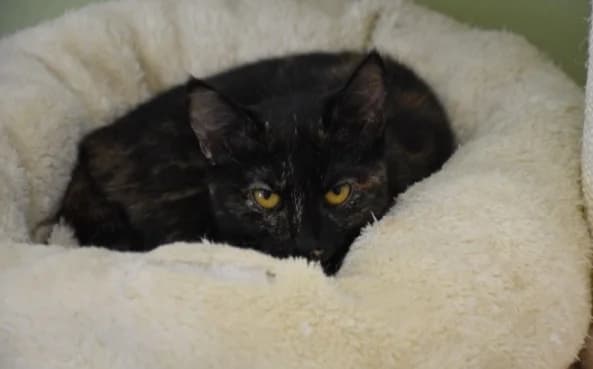 Lola, female Mixed Breed for adoption at Mačja hiša — photo 2 of 4