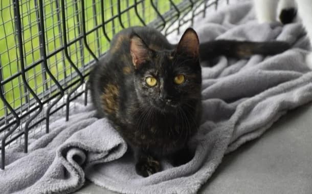 Lola, female Mixed Breed for adoption at Mačja hiša — photo 3 of 4