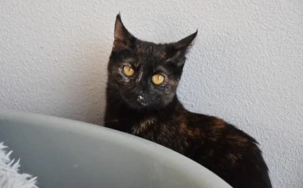 Lola, female Mixed Breed for adoption at Mačja hiša — photo 4 of 4