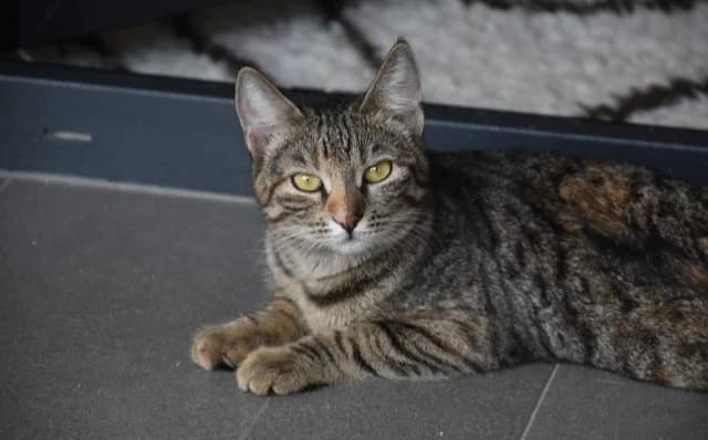 Lexi, female 3yo Mixed Breed for adoption at Mačja hiša, Celje