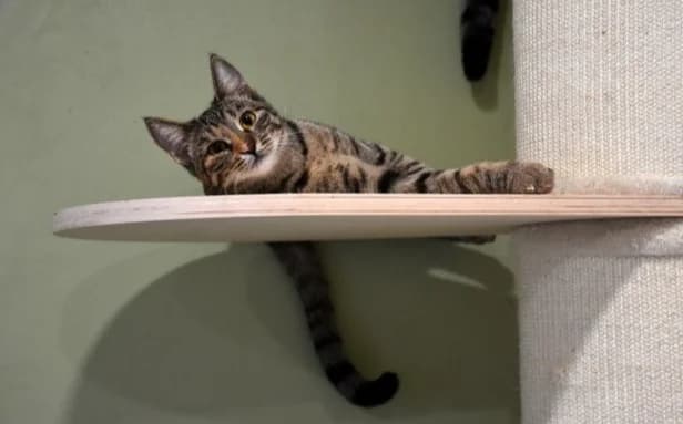 Lexi, female Mixed Breed for adoption at Mačja hiša — photo 2 of 4