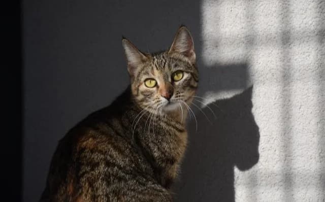 Lexi, female Mixed Breed for adoption at Mačja hiša — photo 3 of 4