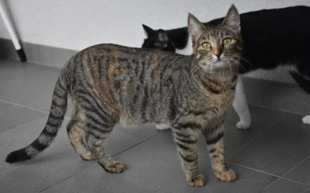 Lexi, female Mixed Breed for adoption at Mačja hiša — photo 4 of 4