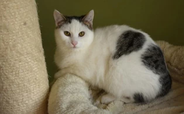 Diego, male Mixed Breed for adoption at Mačja hiša