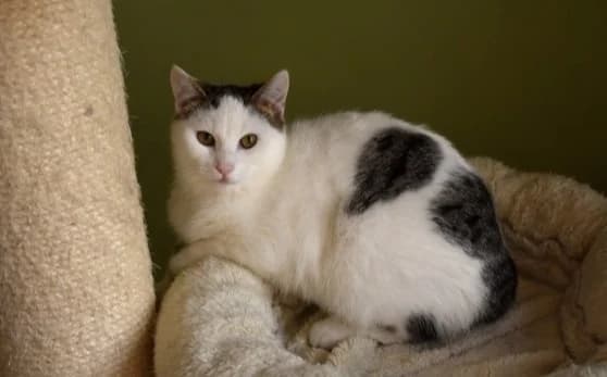 Diego, male Mixed Breed for adoption at Mačja hiša — photo 2 of 2