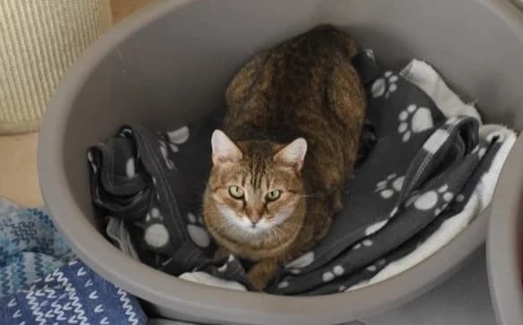Mirna, female 6yo Mixed Breed for adoption at Mačja hiša, Celje