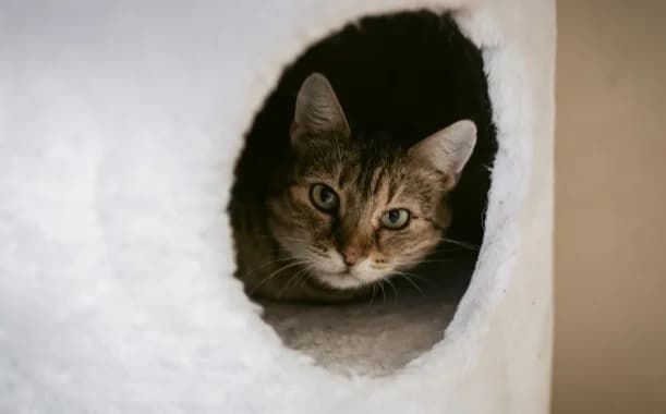 Mirna, female Mixed Breed for adoption at Mačja hiša — photo 2 of 2