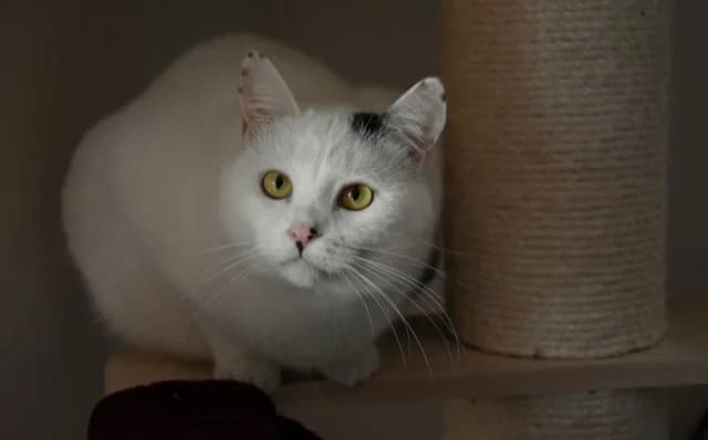 Feo, male Mixed Breed for adoption at Mačja hiša