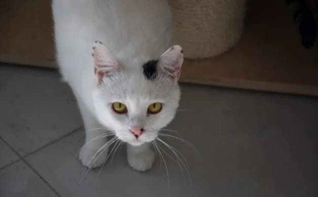 Feo, male Mixed Breed for adoption at Mačja hiša — photo 2 of 4