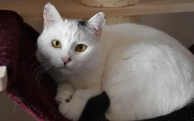 Feo, male Mixed Breed for adoption at Mačja hiša — photo 3 of 4