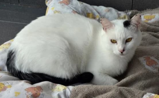 Feo, male Mixed Breed for adoption at Mačja hiša — photo 4 of 4