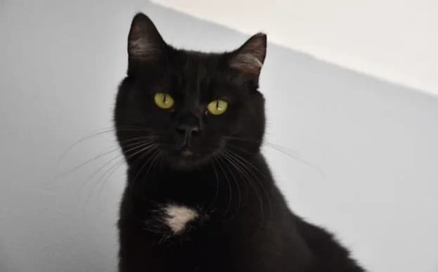 Lia, female Mixed Breed for adoption at Mačja hiša